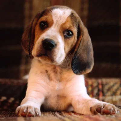 Dog images